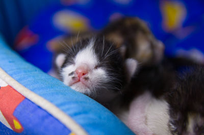 Close-up of kitten sleeping