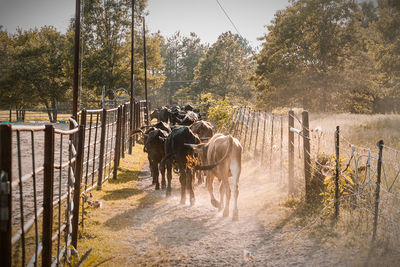 Horses on field