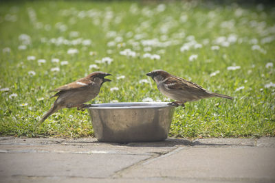 Sparrows perching on metallic container