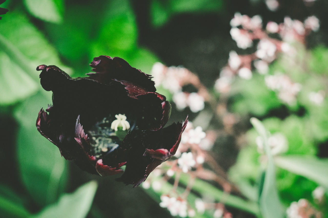 CLOSE-UP OF RED FLOWERING PLANT ON LEAF