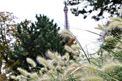 Low angle view of thistle against sky