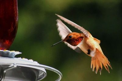 Close-up of bird on feeder