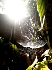 Close-up of spider web on plant against bright sun