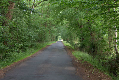 Road amidst trees in forest