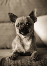 Portrait of a young chihuahua lying on a couch. selective focus on its nose.