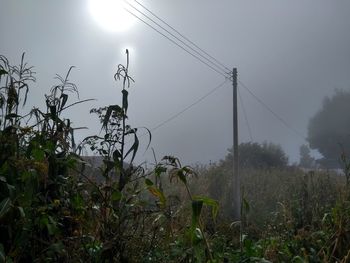 Low angle view of plants on field against sky