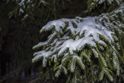 Close-up of snow covered pine tree