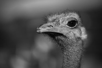 Mono close-up of ostrich with blurred background