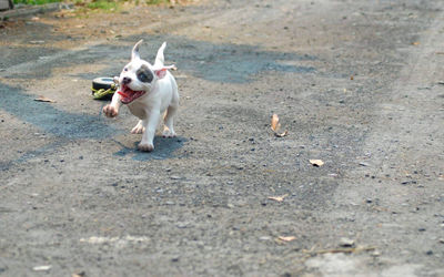 Dog running on the road