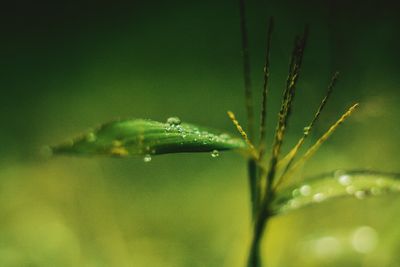 Rain grass