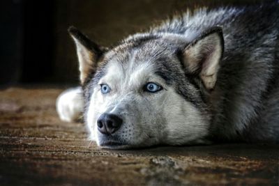 Close-up portrait of dog lying down