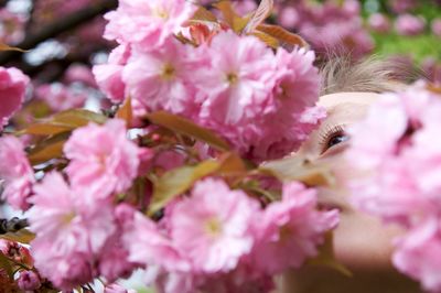 Close-up of pink flowers