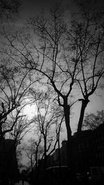 Low angle view of silhouette trees against sky