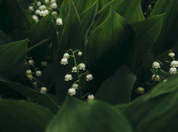 Close-up of flowering plant