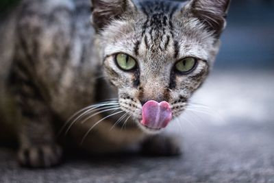 Cat tongue licking