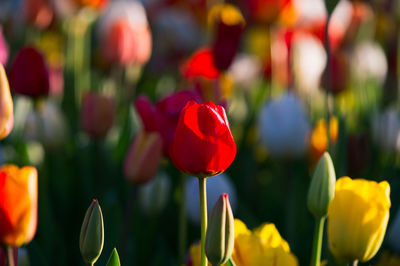 Close-up of tulips blooming at park
