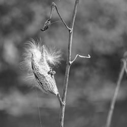 Close-up of wilted plant