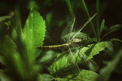 Close-up of plant