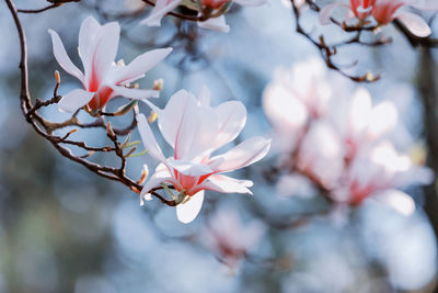 Close-up of magnolia blossom 