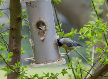 Close-up of bird perching on a feeder