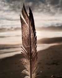 Close-up of dry plant on land against sky