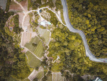 High angle view of road amidst trees in forest