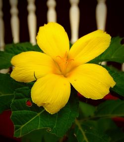 Close-up of yellow flower blooming outdoors