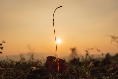 Close-up of silhouette plants on field against sky during sunset