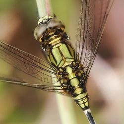 Close-up of dragonfly