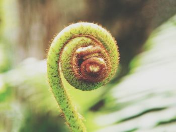 Close-up of fern