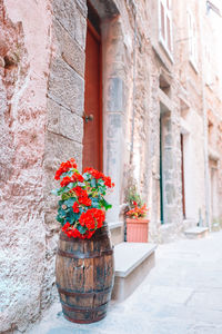 Potted plants against wall and building