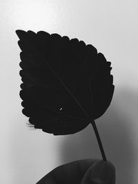 Close-up of leaf over white background