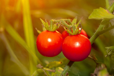 Close-up of cherries on plant