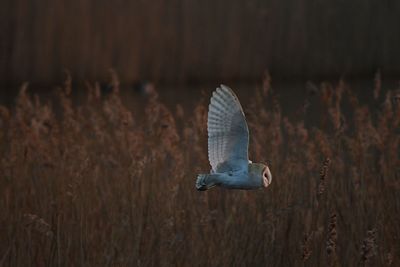 Owl flying above plants on field