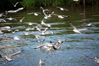 Birds flying over lake