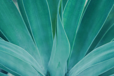 Selective focus of cactus plant leaves texture background. blue tone.