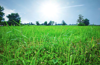 Scenic view of grassy field against bright sun