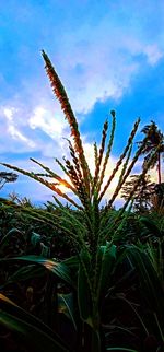 Close-up of crops growing on field against sky