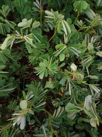 Close-up of plants