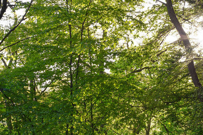 Low angle view of bamboo trees in forest