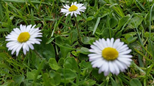 Close-up of white flowering plants on field
