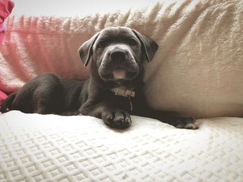 Portrait of dog relaxing on bed