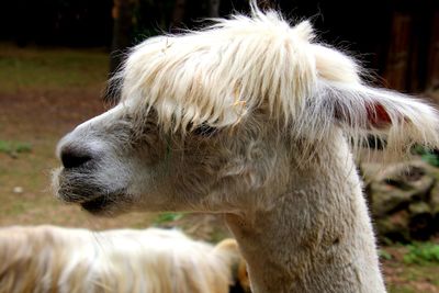 Close-up of a white horse