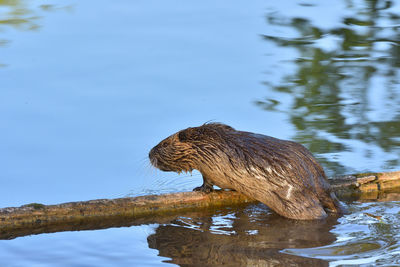 Nutria crawls out of the water onto a log above the pond