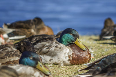 Close-up of mallard duck on the beach