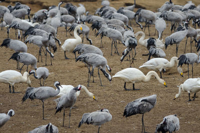 Whooper swans and common cranes at lake hornborga during spring migration