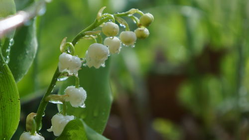 plant