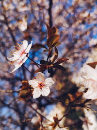 Close-up of cherry blossom