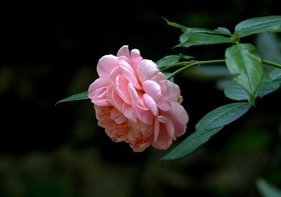 Close-up of pink flower blooming outdoors
