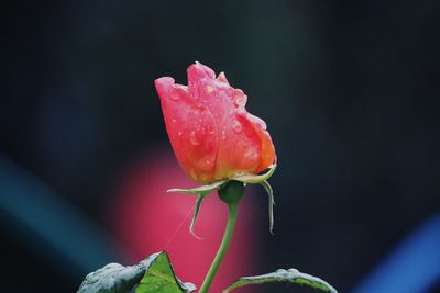 Close-up of red flower blooming outdoors